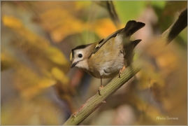 <p>KRÁLÍČEK OBECNÝ (Regulus regulus) /Coldcrest - Wintergoldhähnchen/</p>